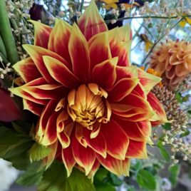 Dahlia ‘Ketchup & Mustard’