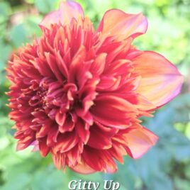 Dahlia ‘Gitty Up’