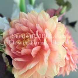 Dahlia ‘Hollyhill Serenity’