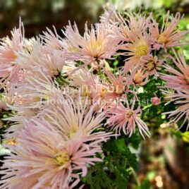 Chrysanthemum ‘Kings Delight’