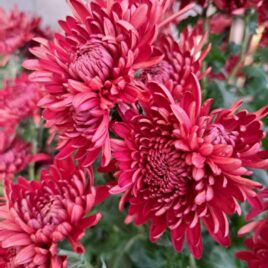 Chrysanthemum ‘Rusty’