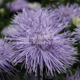 Aster ‘Hazaster Hagan Light Blue’