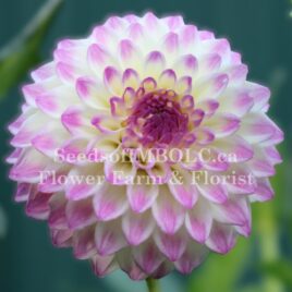 Dahlia ‘Formby Art’