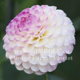 Dahlia ‘Treby Dainty’