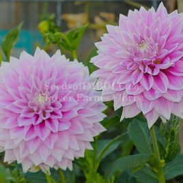 Dahlia ‘Ferncliff Inspiration’