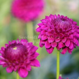 Dahlia ‘Twilight Boy’