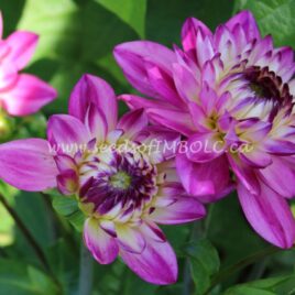 Dahlia ‘Lucca Johanna’