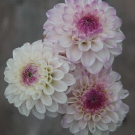 Dahlia ‘Lyns Louise’