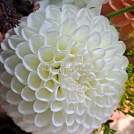 Dahlia ‘Boom Boom White’