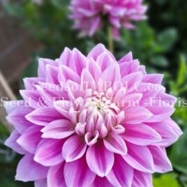 Dahlia ‘Ferncliff Inspiration’