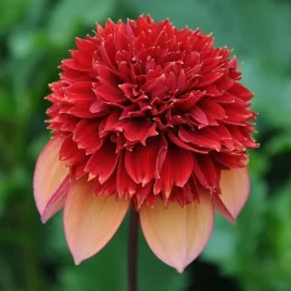 Dahlia ‘Gitty Up’