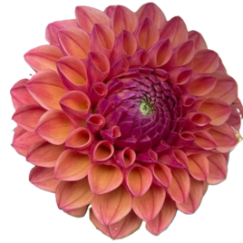 Dahlia ‘Camano Roo’