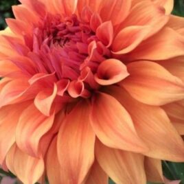 Dahlia ‘ JS Jenny’