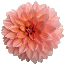 Dahlia ‘Nicholas’