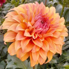 Dahlia ‘ JS Jenny’