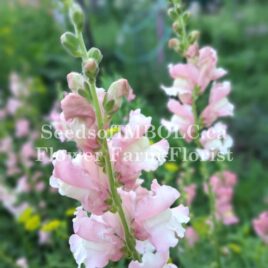 Snapdragon ‘Apple Blossom’