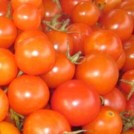 TOMATO ‘Golden Blush’ Cherry