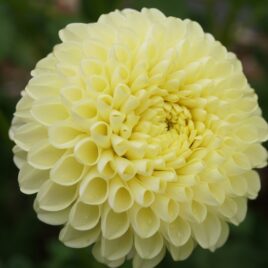 Dahlia ‘Ryecroft Laura’