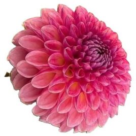 Dahlia ‘CT Bounty’