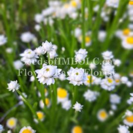 Ammobium alatum (Winged everlasting)