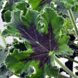 Scented Geranium ‘Chocolate Mint’