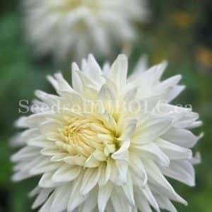 Dahlia 'Hollyhill Diamond'