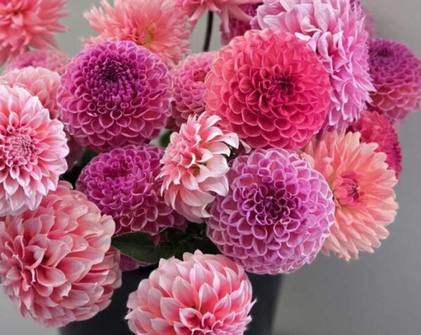 Dahlia Daze - August 29, 2026 - Image 5
