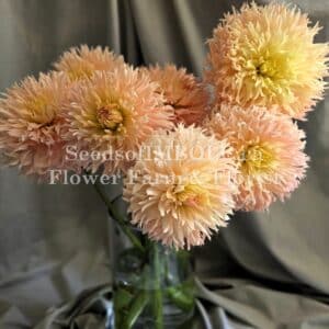 Dahlia 'Hapet Champagne'