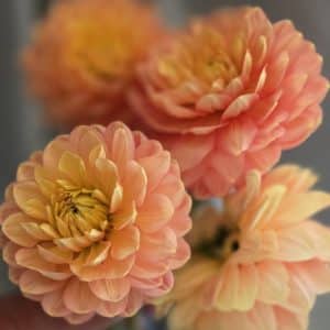 Dahlia 'Hollyhill Serenity'