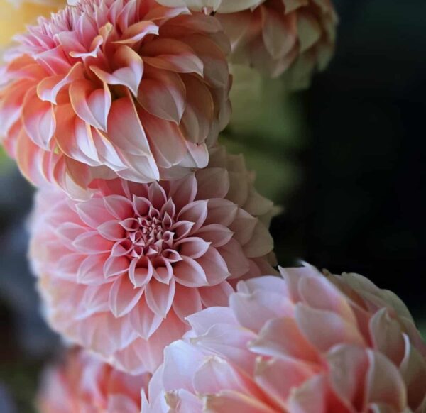Dahlia Daze -Sunday, September 27, 2026 - Image 4