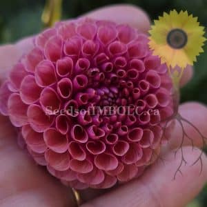 Dahlia 'Koko Puff'