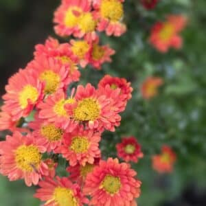 Chrysanthemum ' Sabine Bronze'