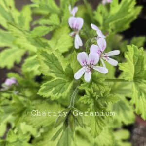 Scented Geranium 'Charity'