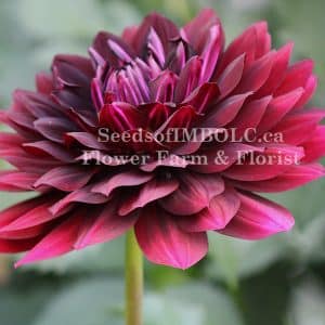 Dahlia 'Hollyhill Black Widow'