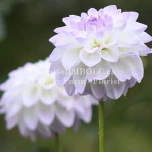 Dahlia 'Evaline'