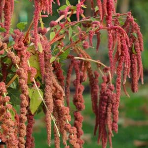 Amaranth Coral Fountain