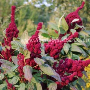 Amaranth 'Elephant Head'