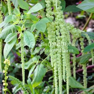 Amaranth 'Emerald Tassels'