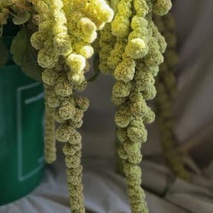 Amaranth 'Green Pearls'