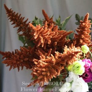 Amaranth 'Hot Biscuits'