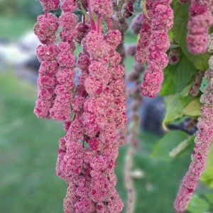 Amaranth 'Mira'