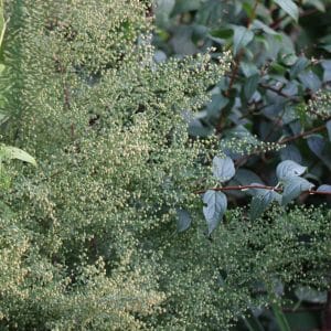 Artemisia annua - 'Sweet Annie'