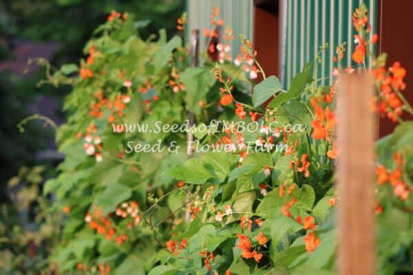 Runner Bean 'Sadies Horse' - Image 3