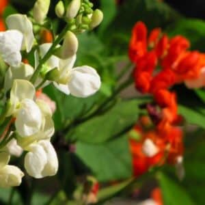 Runner Bean 'Sadies Horse'