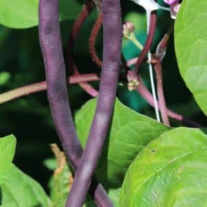 Bean 'Trionfo Violetto' pole