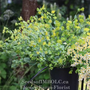 BUPLEURUM 'Green Gold' Seed