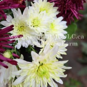 Chrysanthemum 'Baltica Lime'