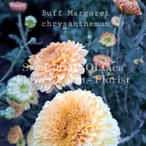 Chrysanthemum 'Buff Margaret'