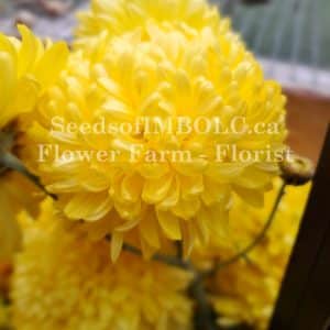 Chrysanthemum 'Cornetto'