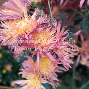 Chrysanthemum - 'Evening Glow'